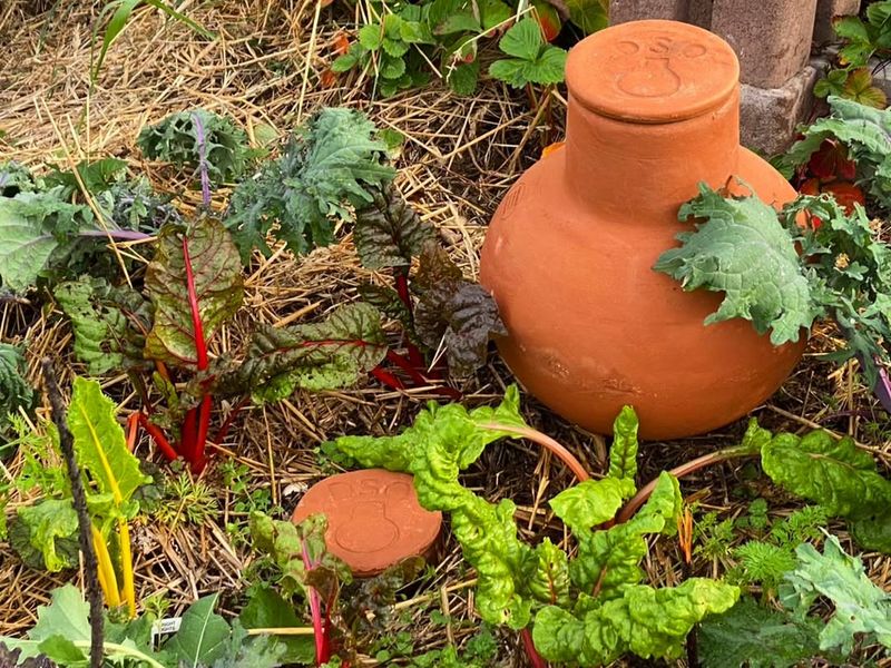 Clay Naturally Filters And Protects Root Zones