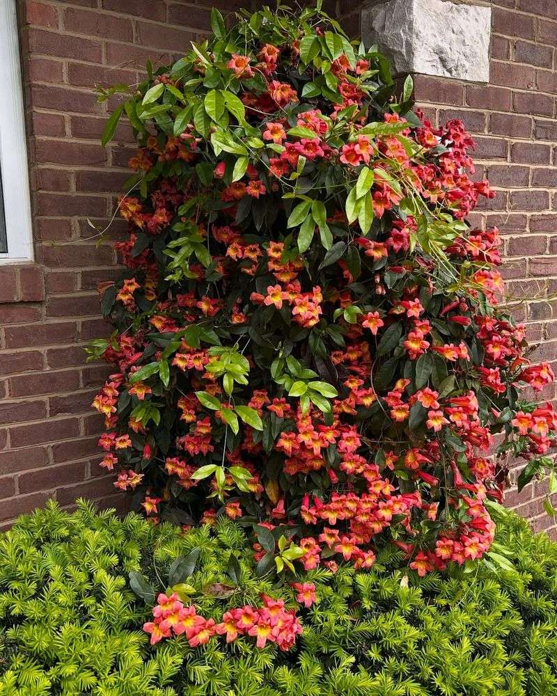 Crossvine Produces Tubular Flowers That Hummingbirds Cannot Resist