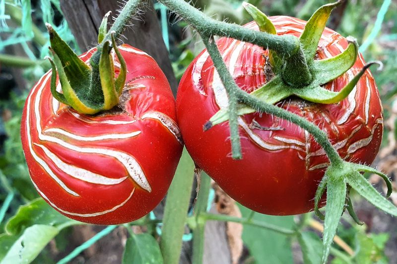 Irregular Watering Causes Cracking And Reduced Flavor Development