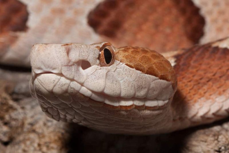 Copperhead (Agkistrodon Contortrix)