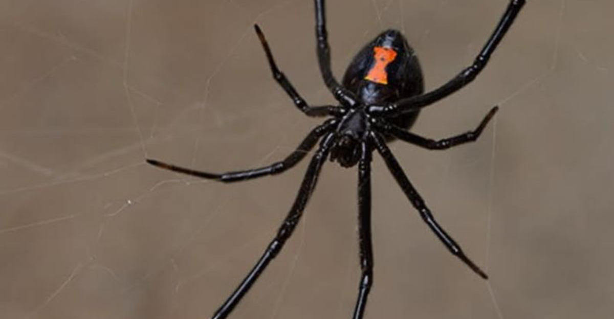 Venomous Creatures North Carolina Residents Should Know For Yard And Outdoor Safety