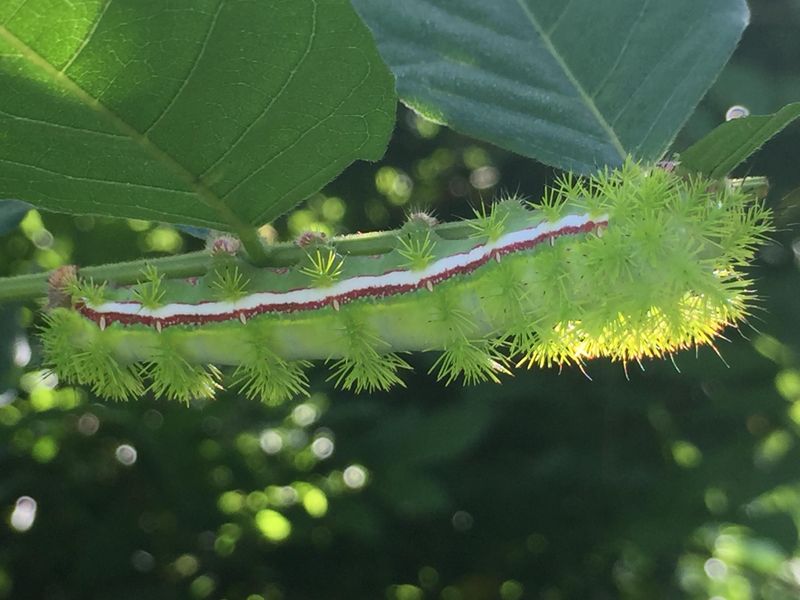 They Feed on Many Common Plants