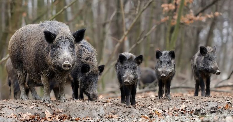 Wild Boar Feral Hogs