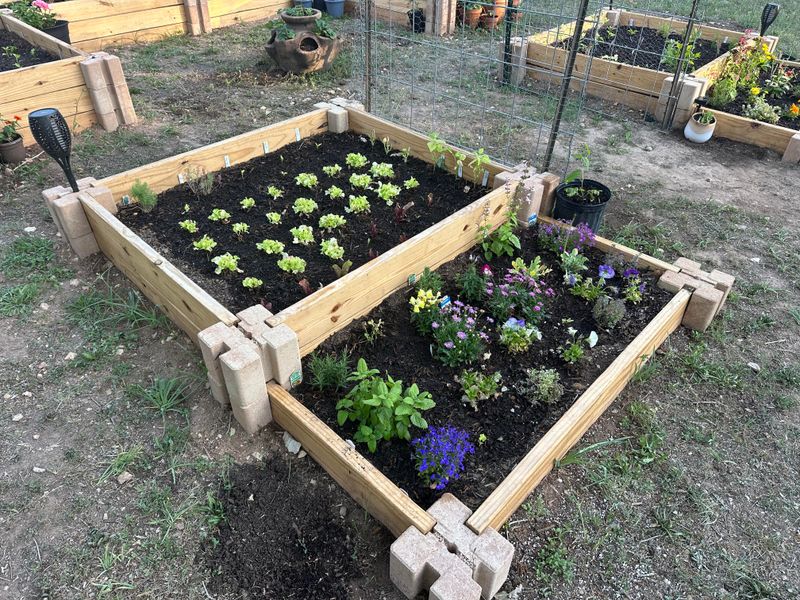 Transplant Seedlings Into Garden Beds After Last Expected Frost Date