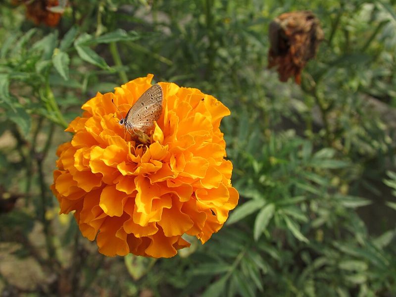 Marigold