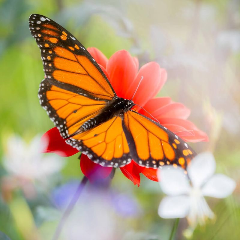 Monarch Butterfly