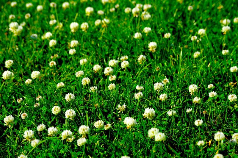 Clover Lawns