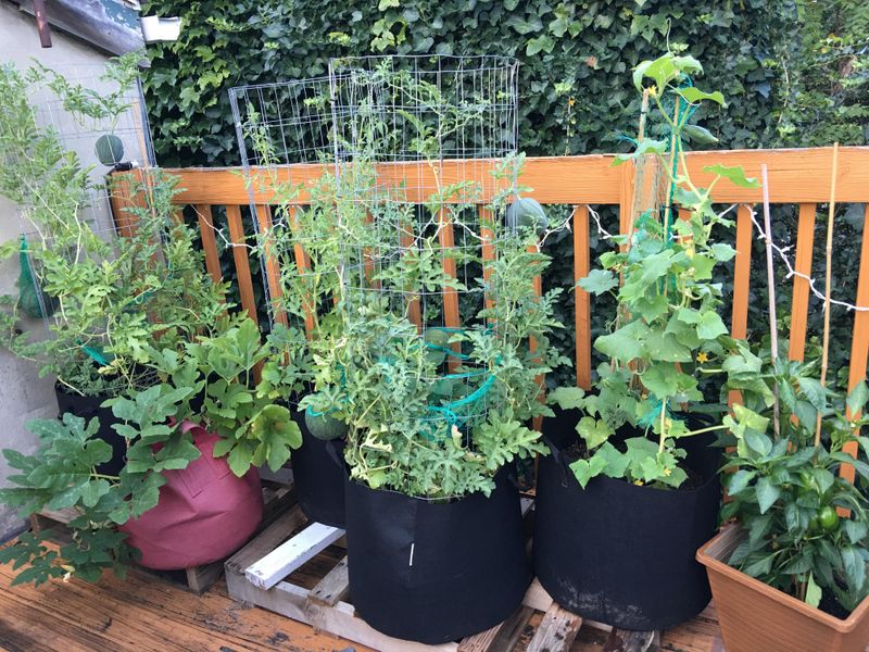 Container Gardening Offers Flexibility