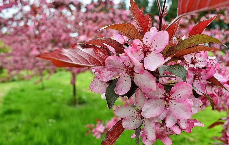 Crabapple Trees Provide Winter Sustenance
