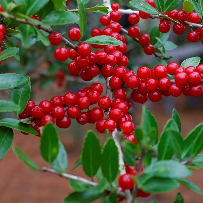 Yaupon Holly