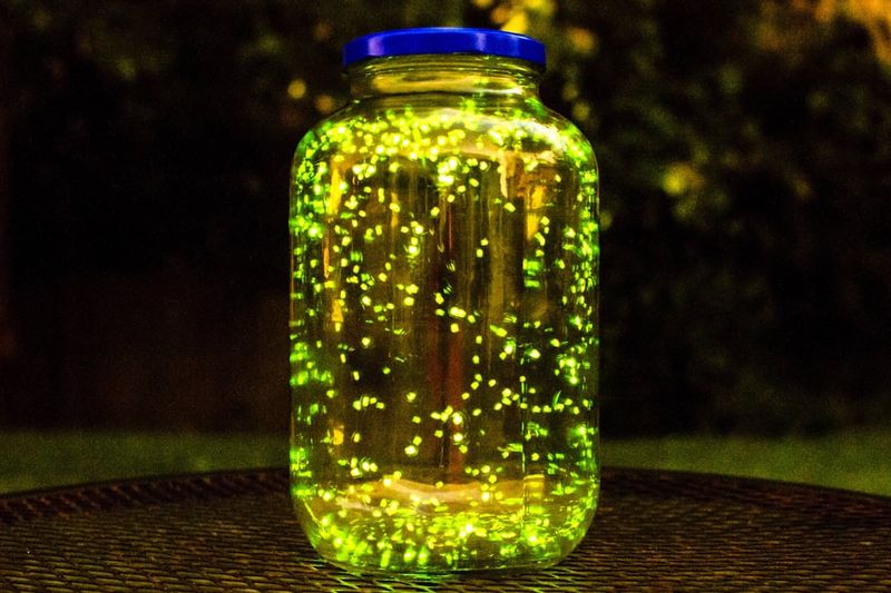 Firefly Catching on Summer Evenings