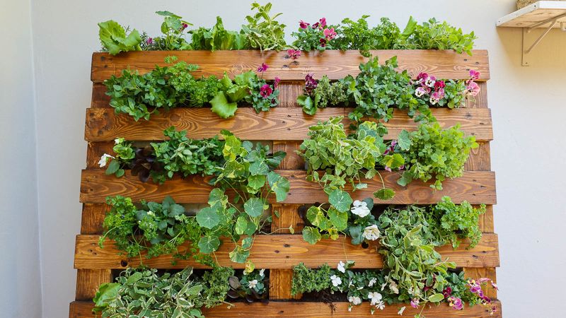 Wooden Pallets Turned Vertical Gardens