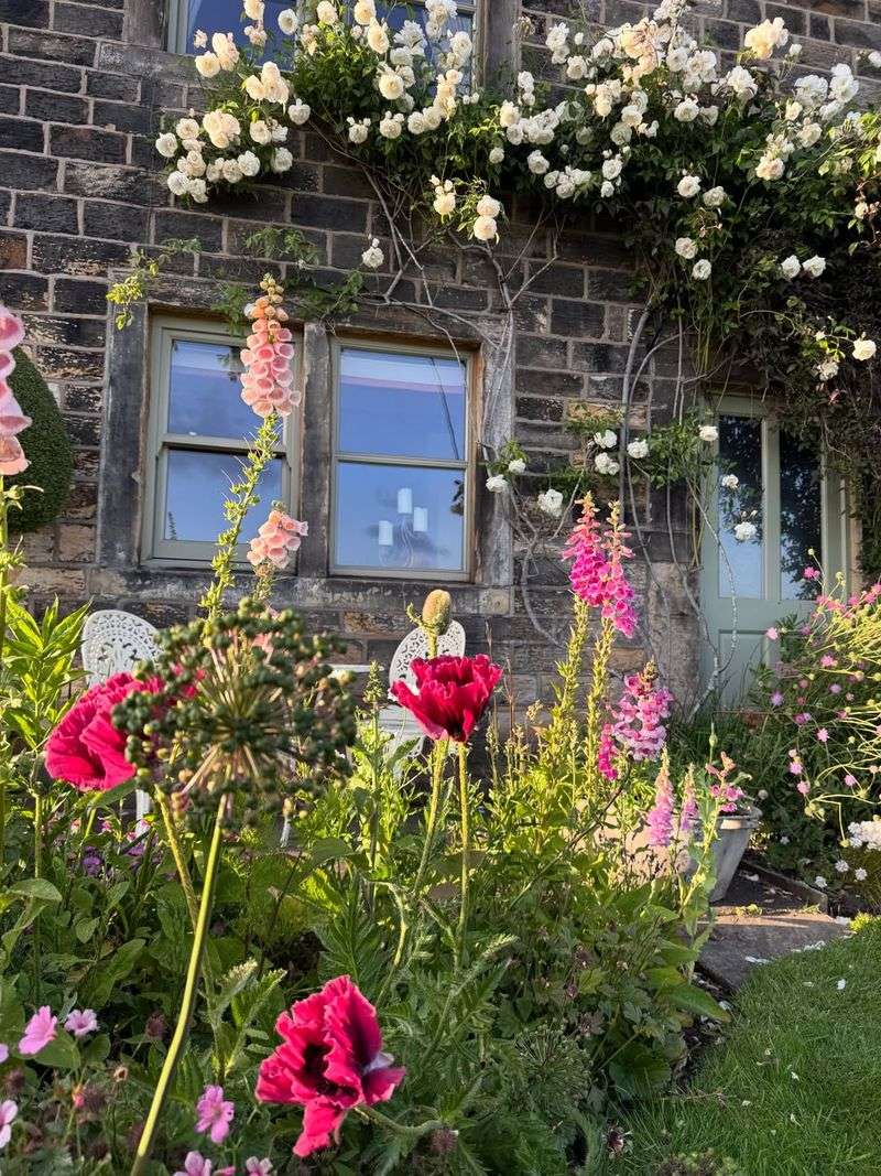 Climbing Roses Transform Fences And Arbors