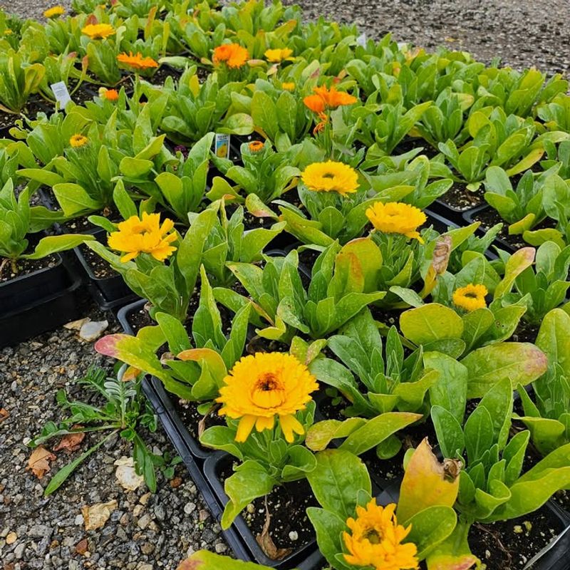 Calendula