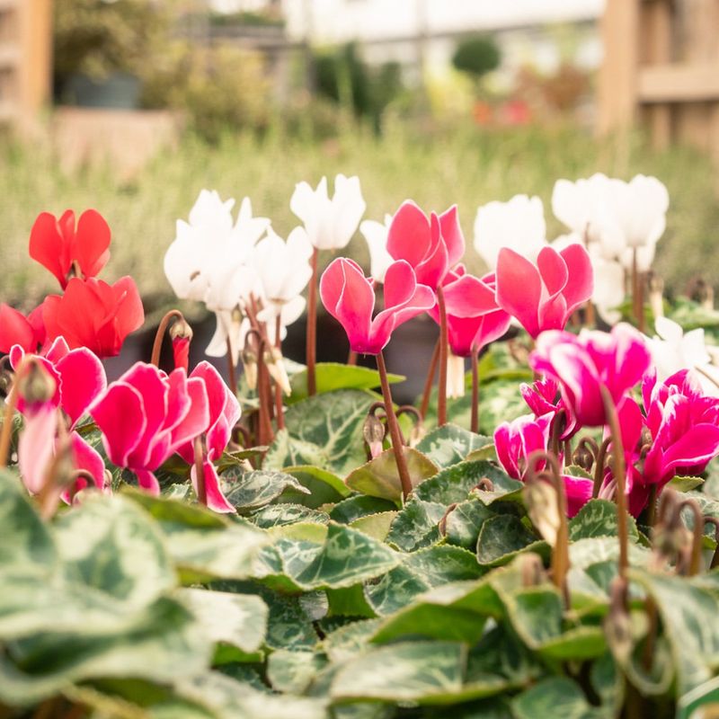 Cyclamen