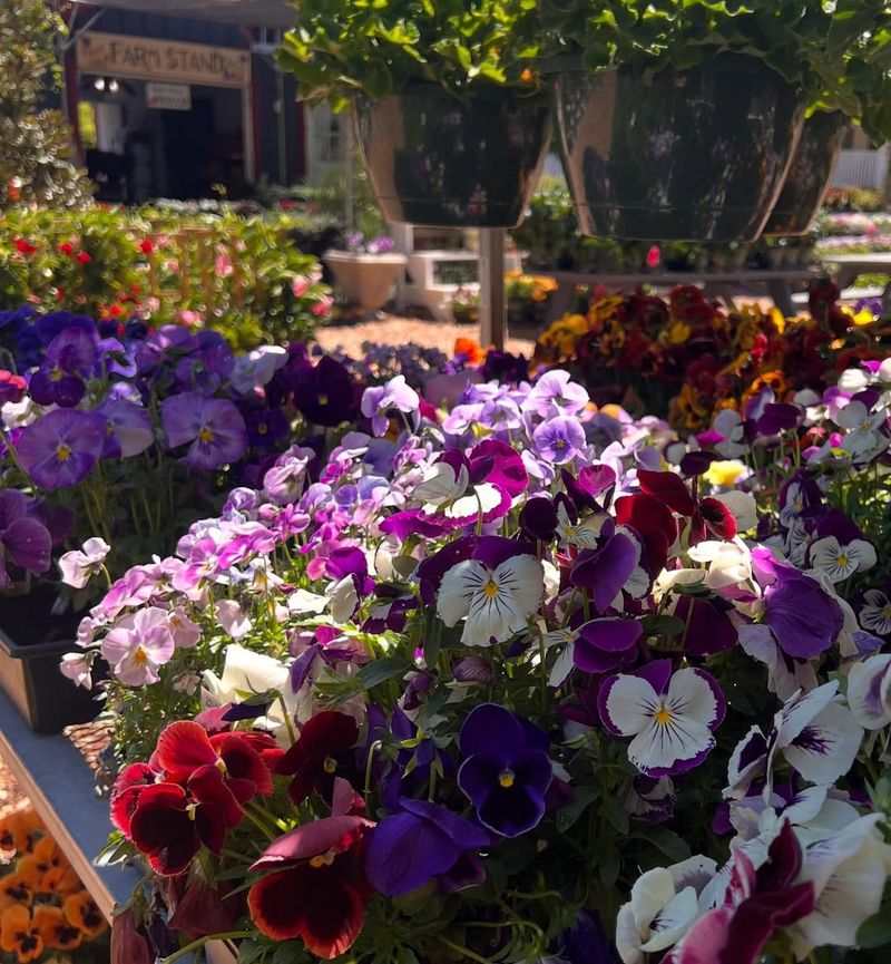 Stock Brings Old-Fashioned Charm And Heavenly Scent