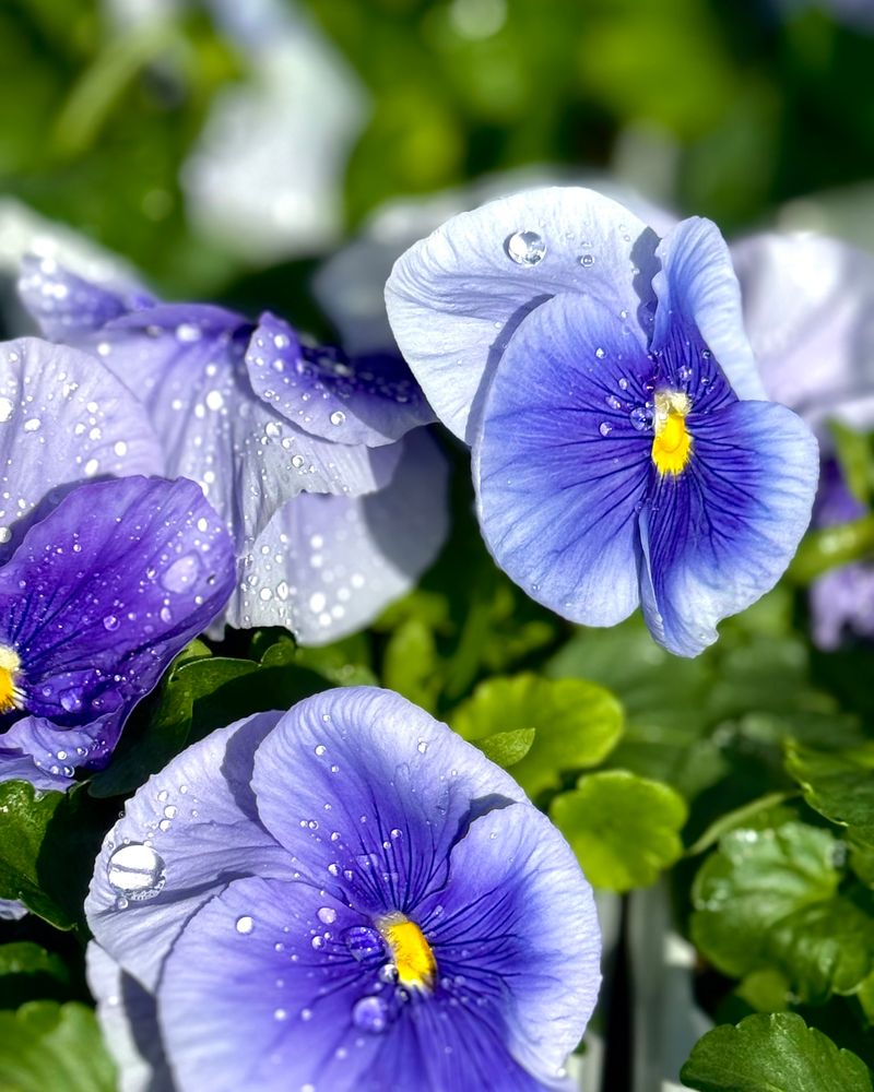 Violas (Viola Cornuta)