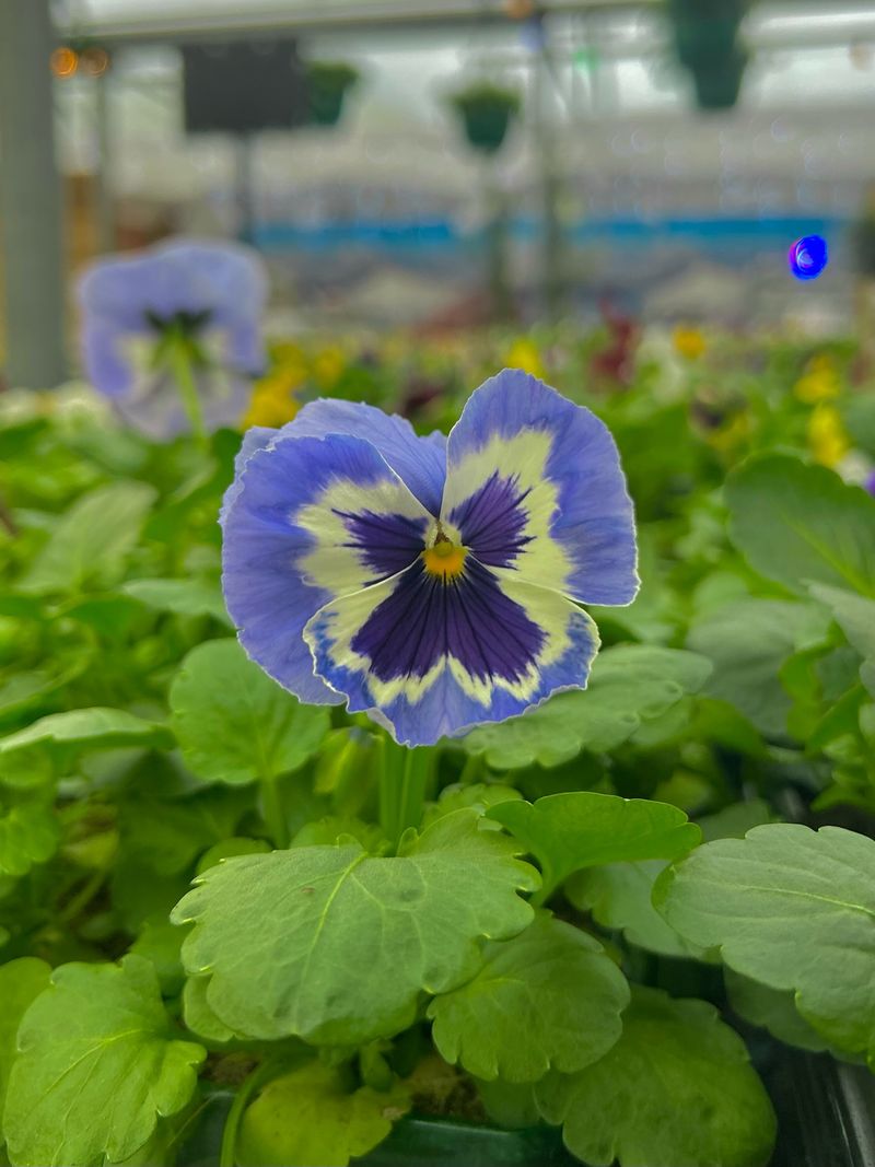 Pansies (Viola &times; Wittrockiana)