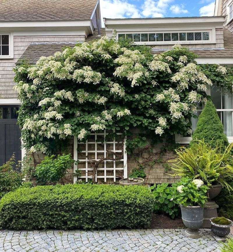 Climbing Hydrangea