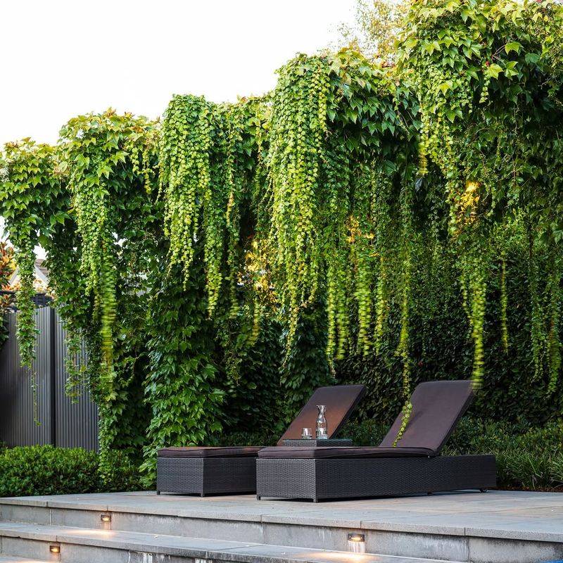 Boston Ivy Creates Living Walls That Thrive In Pennsylvania Shade