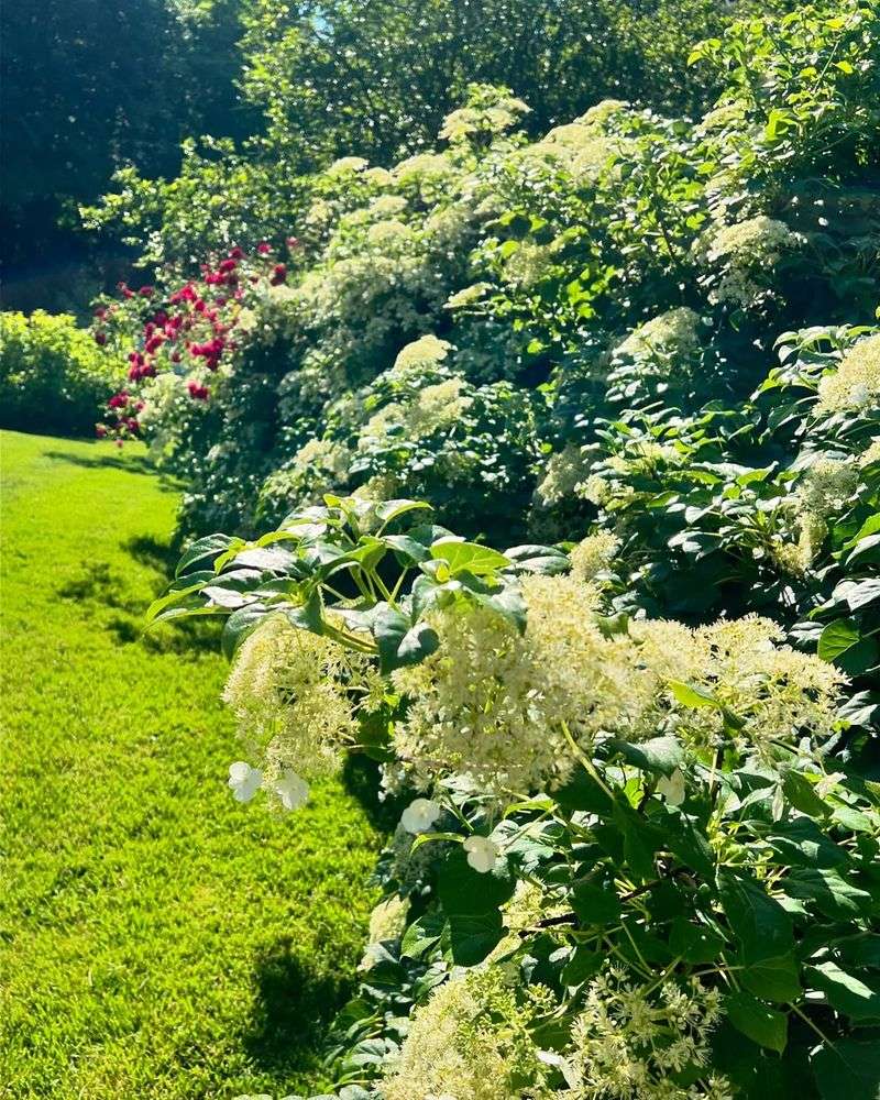 Climbing Hydrangea (Hydrangea Anomala Subsp. Petiolaris)