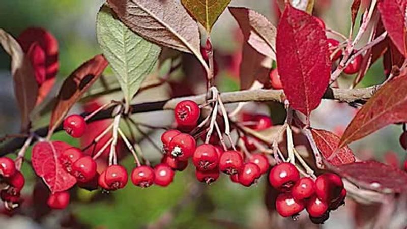 Red Chokeberry (Aronia Arbutifolia)