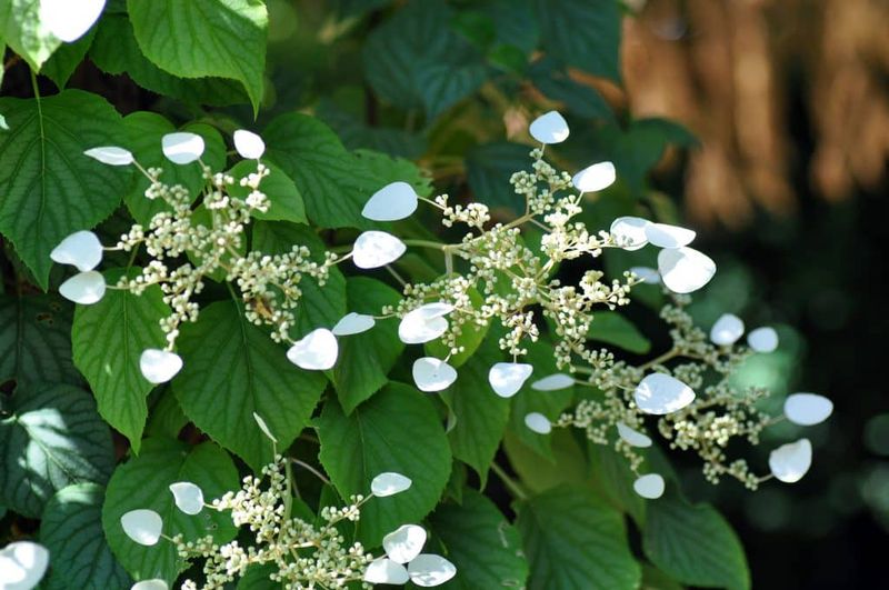 Japanese Hydrangea Vine