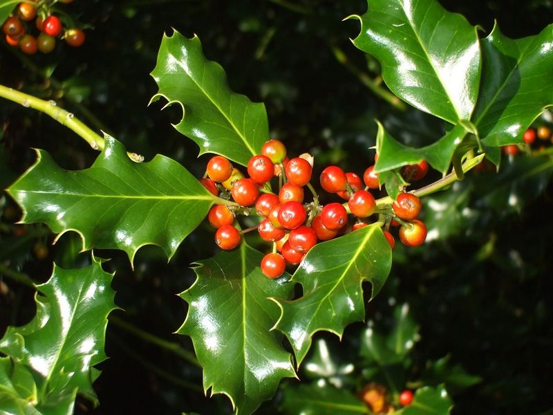 American Holly