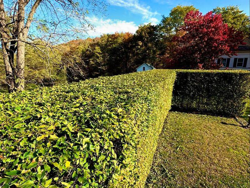 Temporary Growth Spurts Require Prompt Attention