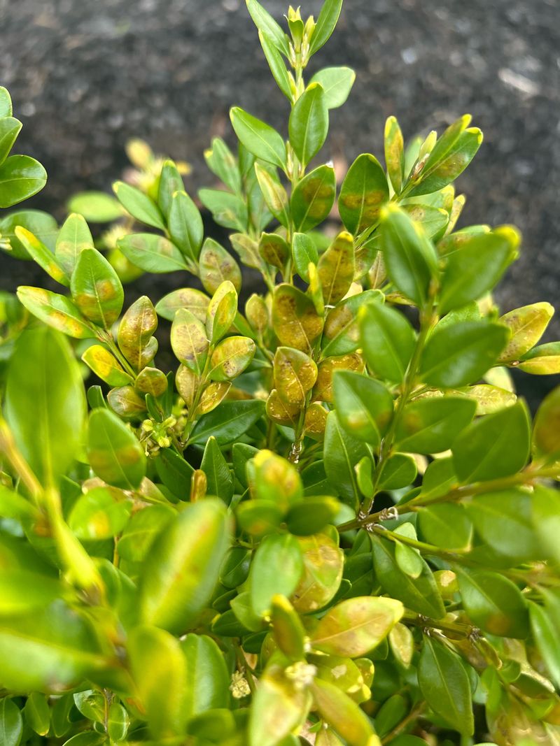 Boxwood Leafminer Causes Persistent Cosmetic Damage