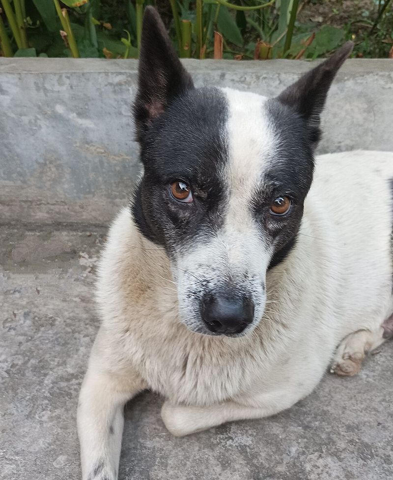 Keep Pets Indoors Until It Leaves