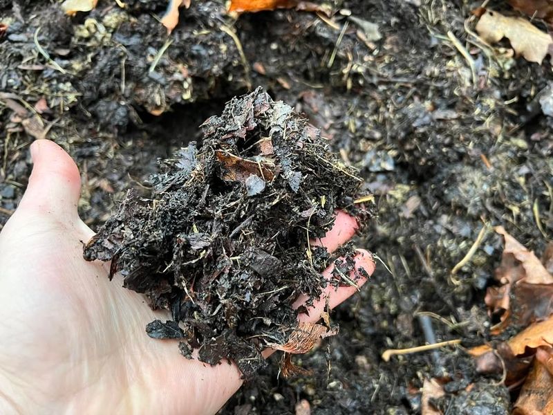 Mix Leaf Mold Into Garden Beds Each Spring