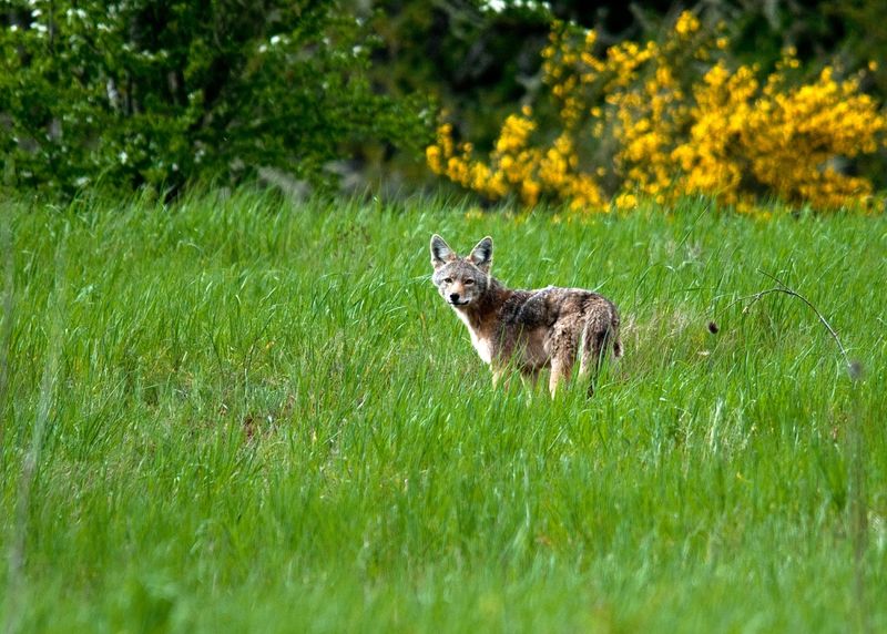 Remove Fallen Fruit And Outdoor Scraps