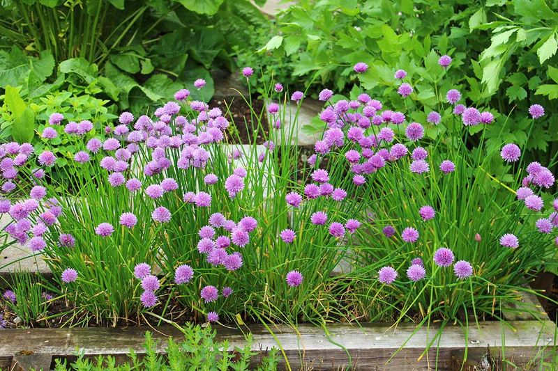 Chives (Allium Schoenoprasum)