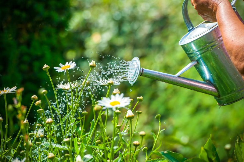 Watering Plants By Hand Instead Of Using Sprinklers