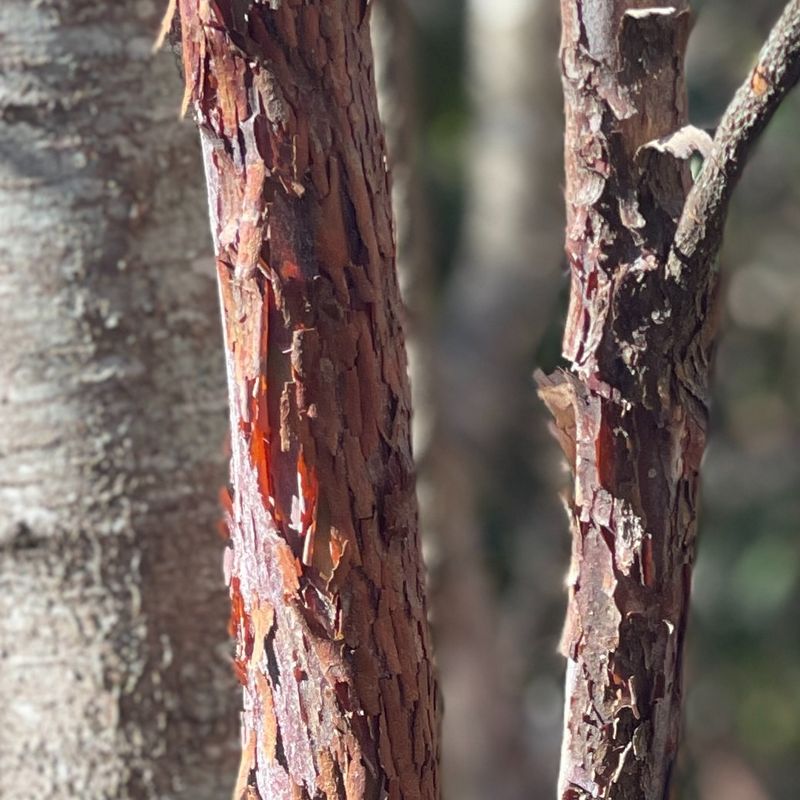 Rubbed Fence Posts And Tree Trunks