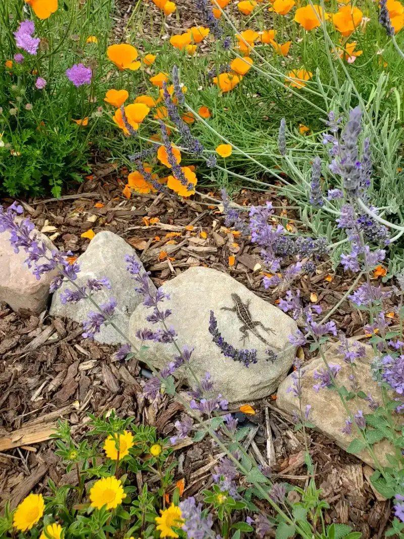 Irrigated Beds Near Walls Increase Insect Activity