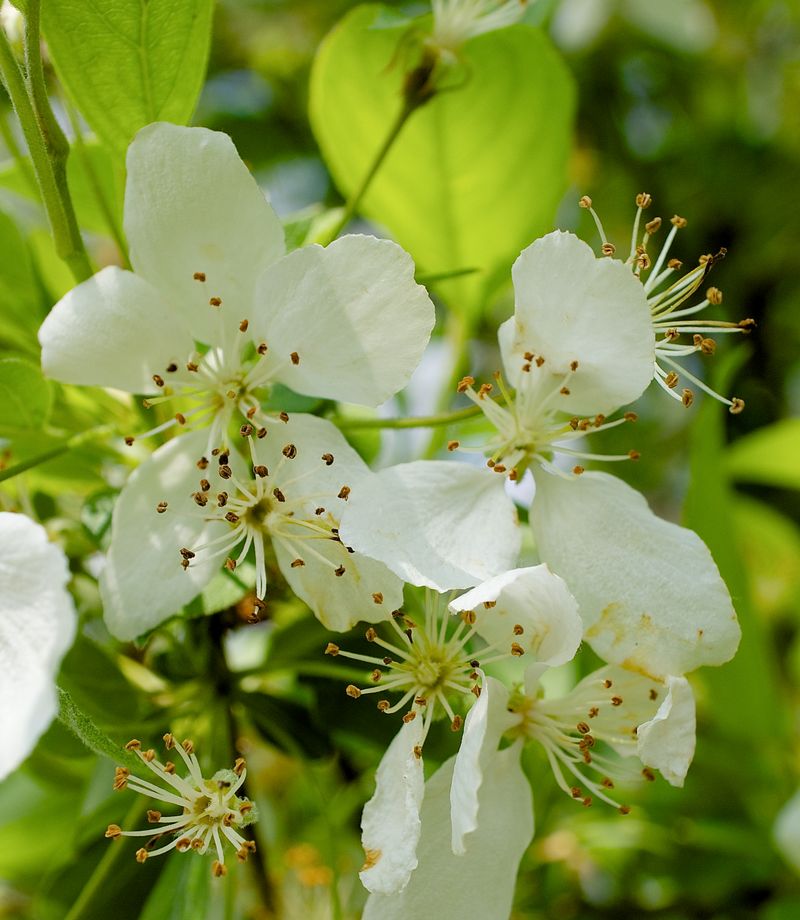 Serviceberry (Amelanchier Species)