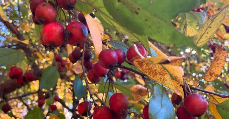 Want More Songbirds In Your Minnesota Backyard? These Flowers Shrubs And Trees Make The Biggest Difference