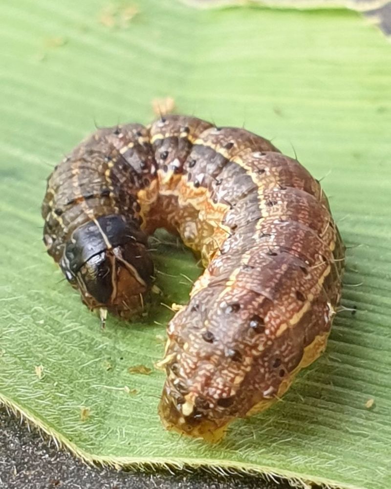 Extended Growing Seasons Mean More Generations Per Year