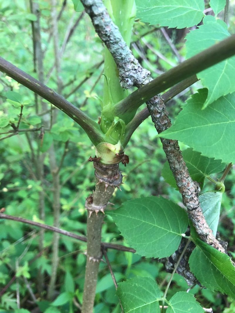 Human Cutting Often Triggers More Growth