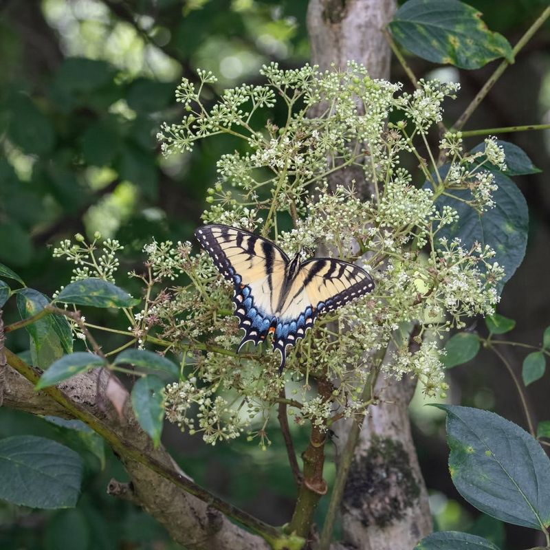 Low Competition In Shaded Understories