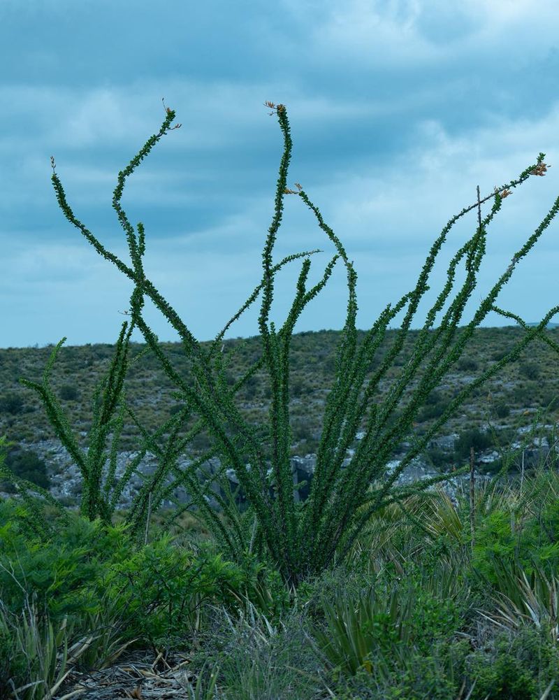 Early And Repeated Rainfall Events