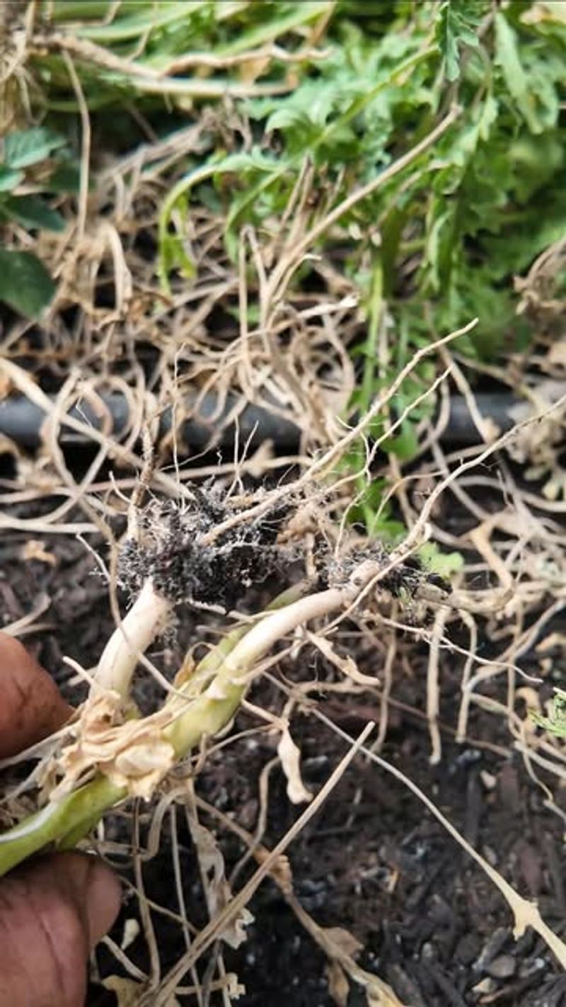 Invasive Fungal Pathogens Are Increasing Across The State