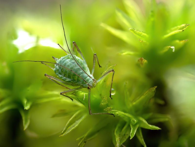 Aphids Multiply Incredibly Fast