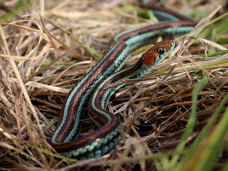 Spring And Fall Are Peak Sighting Seasons