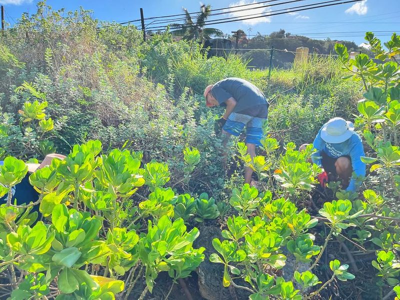 Homeowner Insurance Rarely Covers Plant Damage