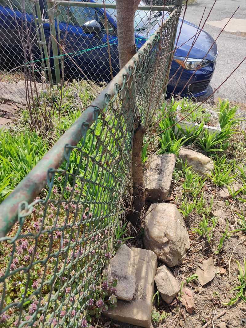 Property Lines Determine Tree Ownership and Responsibility