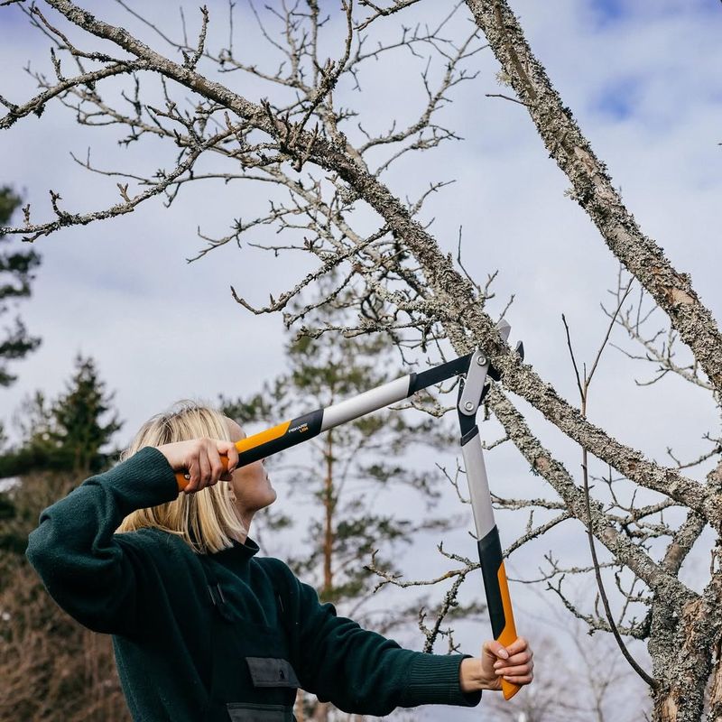 You Can Trim Branches That Cross The Property Line