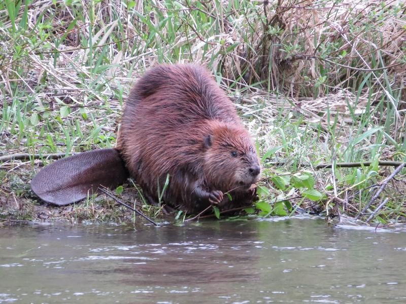 Beavers Without A State Permit